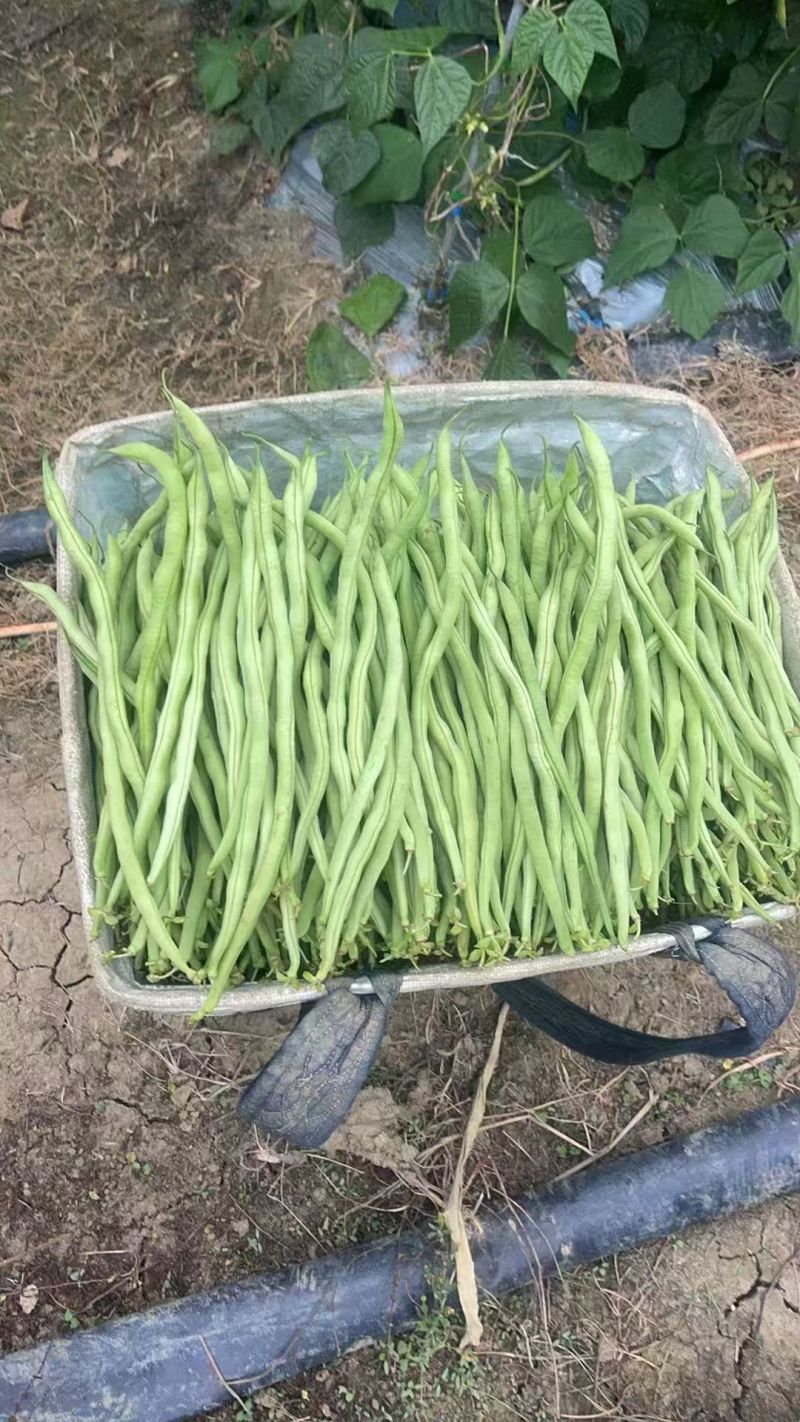 精品无筋豆贵州安顺基地直供货源充足质量保证对接商超市场