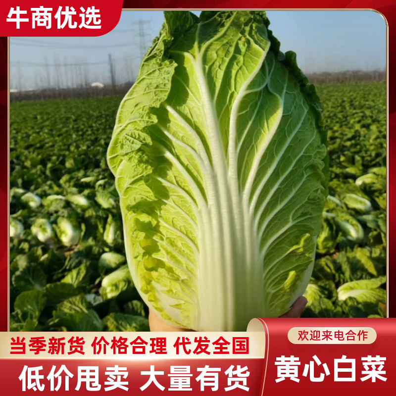 【精品】黄心白菜湖北精品白菜大量有货欢迎来电
