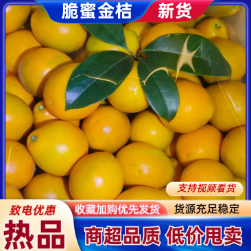 【推荐】脆蜜金桔广西精品金桔支持一件代发