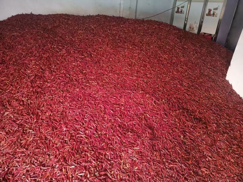 精品三樱椒新货批发干辣椒对接各种渠道市场电商