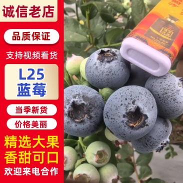 山东蓝莓L25蓝莓品类齐全，大量现货供应，价格可谈欢迎电