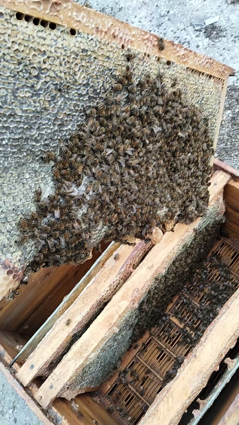 农村自己养的蜂自己产的蜂蜜，质量保证一手货源全国发货