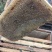 农村自己养的蜂自己产的蜂蜜，质量保证一手货源全国发货