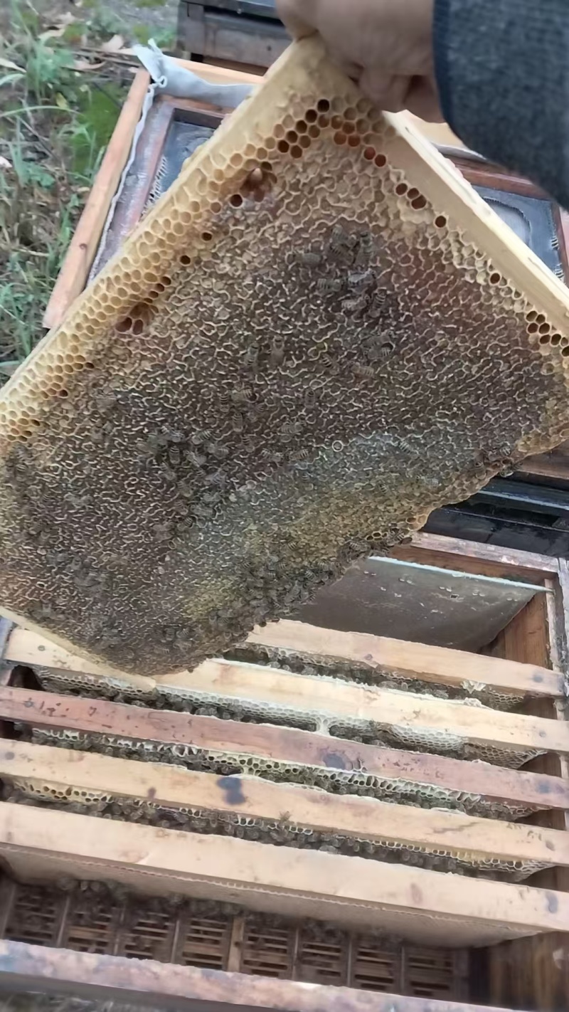 农村自己养的蜂自己产的蜂蜜，质量保证一手货源全国发货