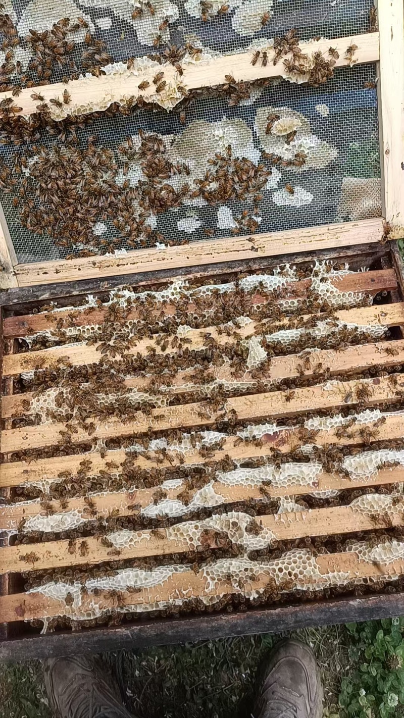 农村自己养的蜂自己产的蜂蜜，质量保证一手货源全国发货