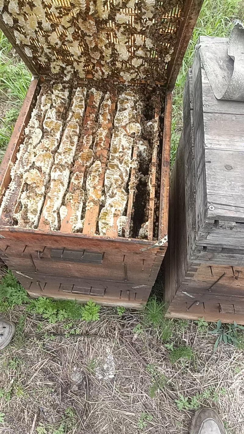 农村自己养的蜂自己产的蜂蜜，质量保证一手货源全国发货
