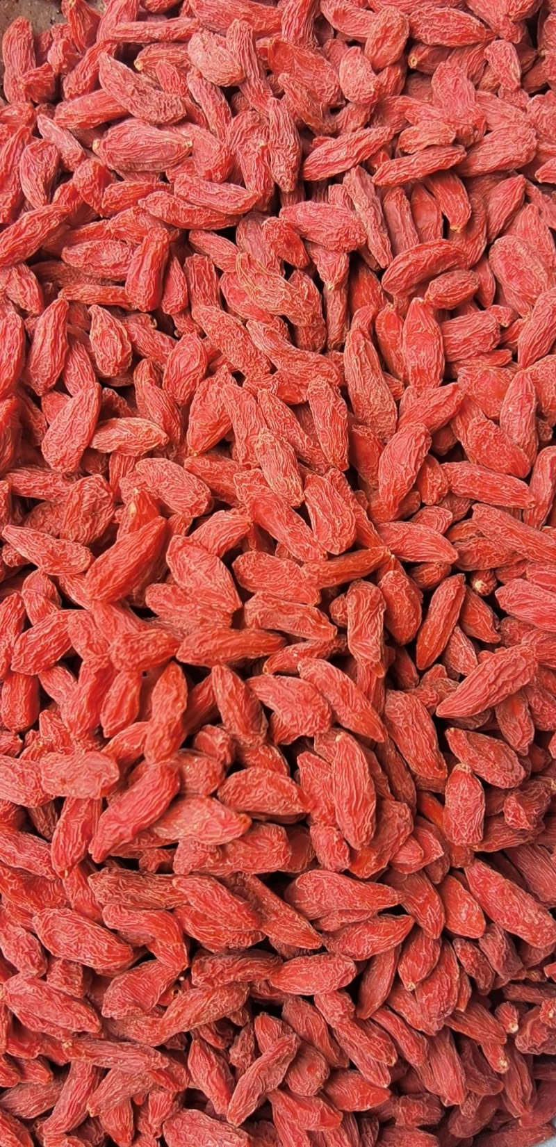 栀子红栀子颗粒饱满天热不粘大货批发