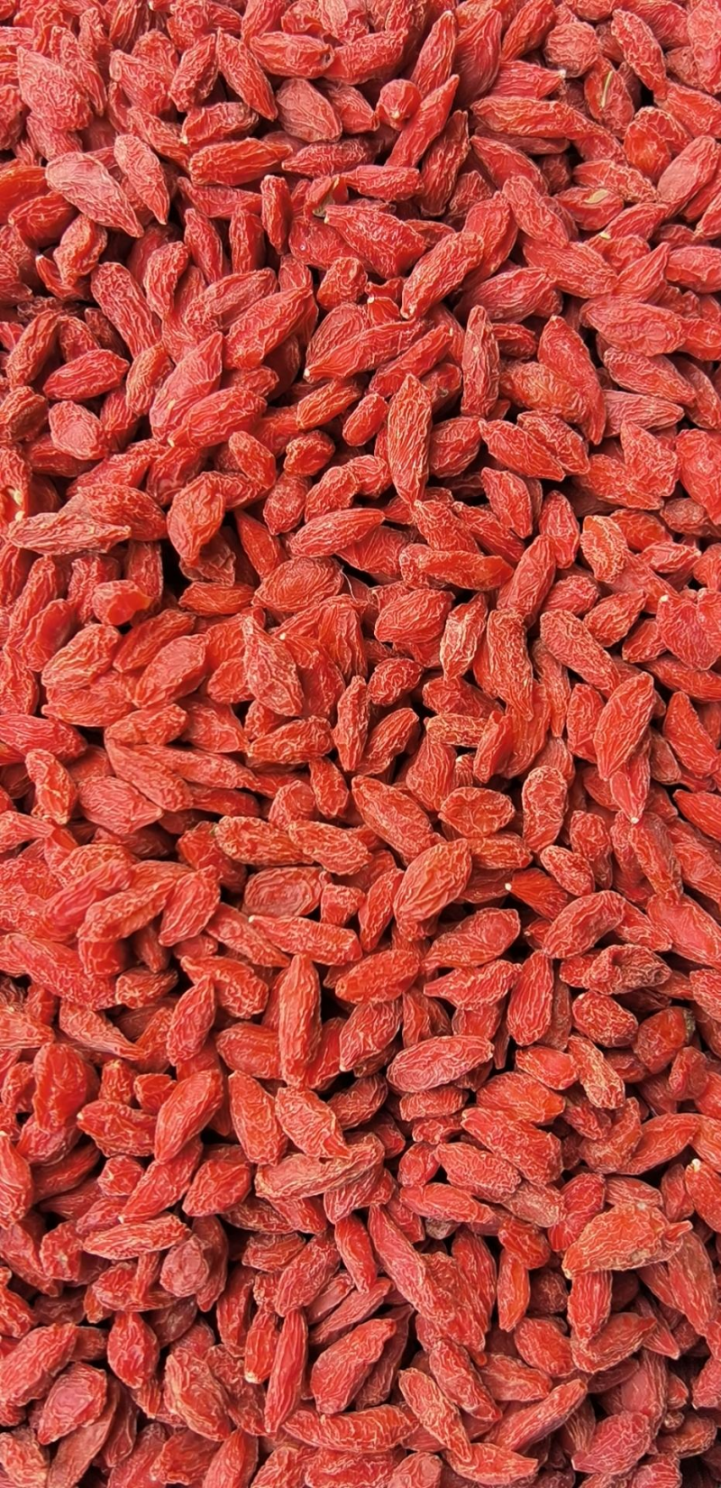 栀子红栀子颗粒饱满天热不粘大货批发