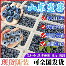 急售【莒县蓝莓】L25蓝莓F6LH5品种齐全/现摘现发