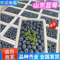 【莒县蓝莓】L25蓝莓基地现摘/全国发货/欢迎来电洽谈