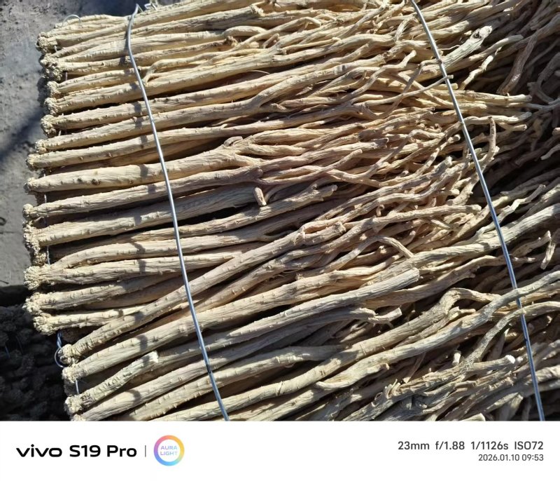 【热卖推荐】甘肃定西岷县水洗黄当归产地直发量大从优欢迎