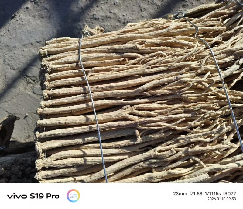 【热卖推荐】甘肃定西岷县水洗黄当归产地直发量大从优欢迎