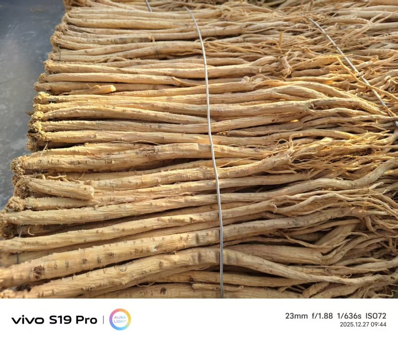 【热卖推荐】甘肃定西岷县水洗黄当归产地直发量大从优欢迎