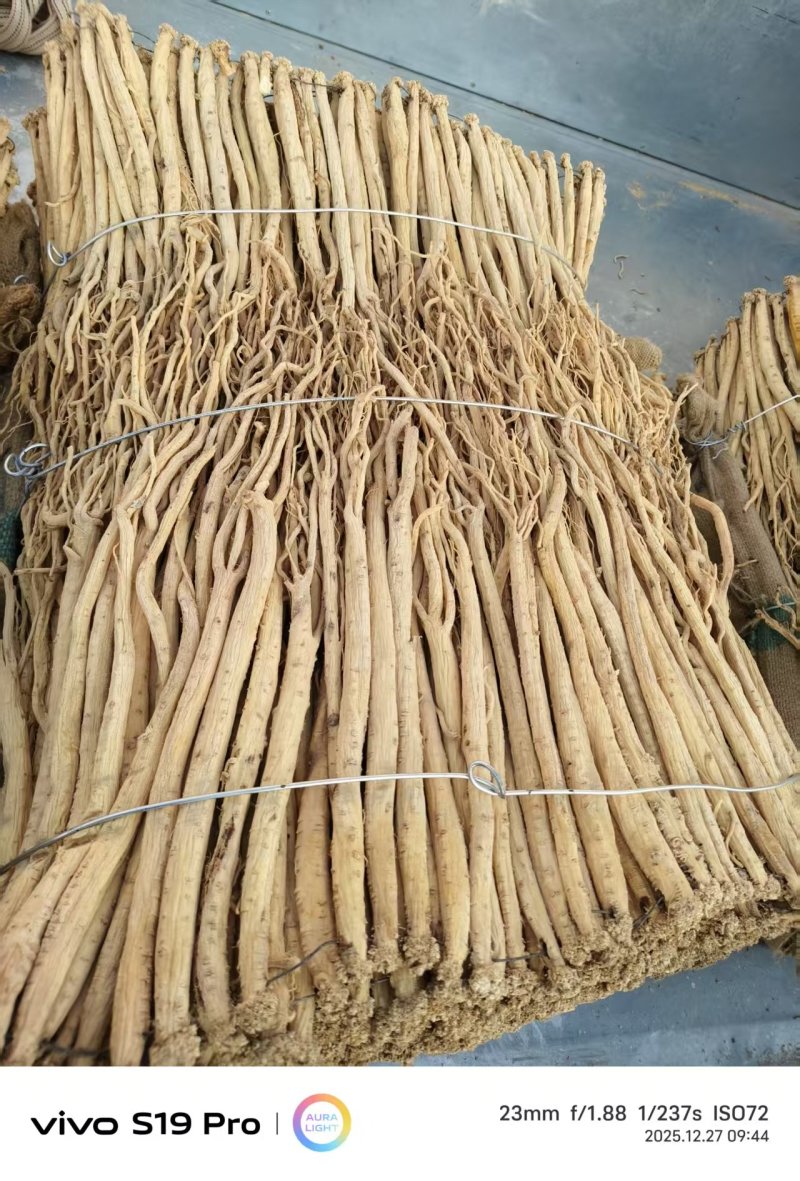 【热卖推荐】甘肃定西岷县水洗黄当归产地直发量大从优欢迎