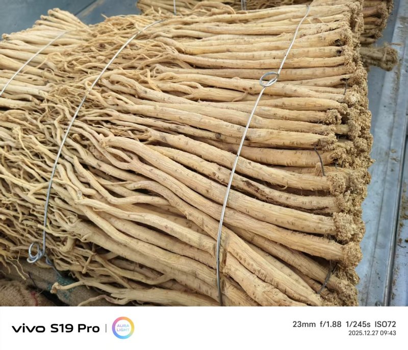 【热卖推荐】甘肃定西岷县水洗黄当归产地直发量大从优欢迎