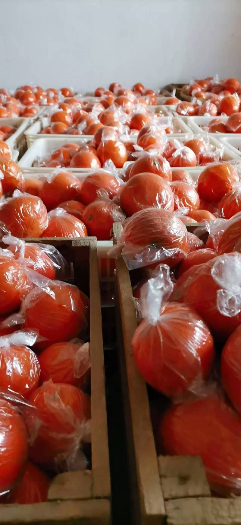 湖南套袋脐橙纽荷尔大量供应量大从优对接全国
