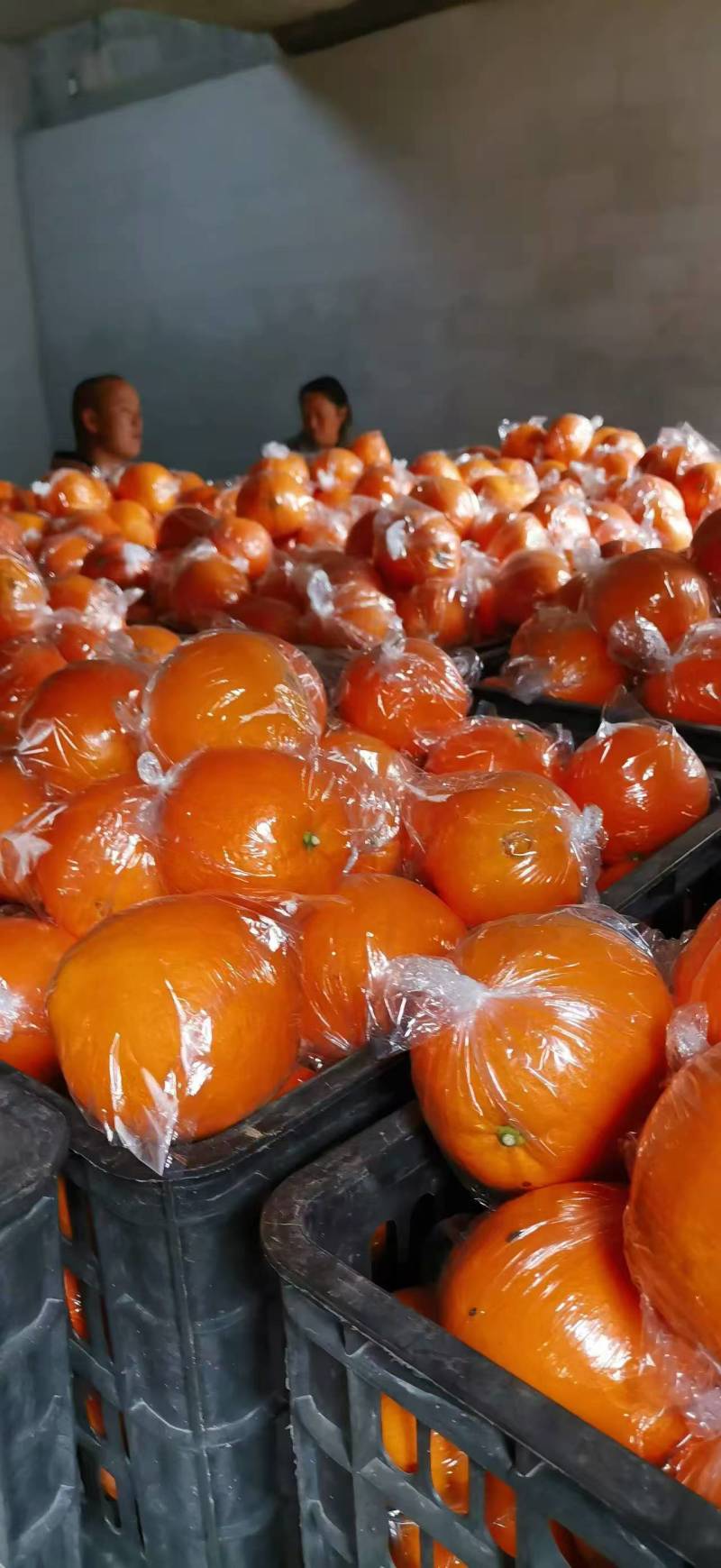 湖南套袋脐橙纽荷尔大量供应量大从优对接全国