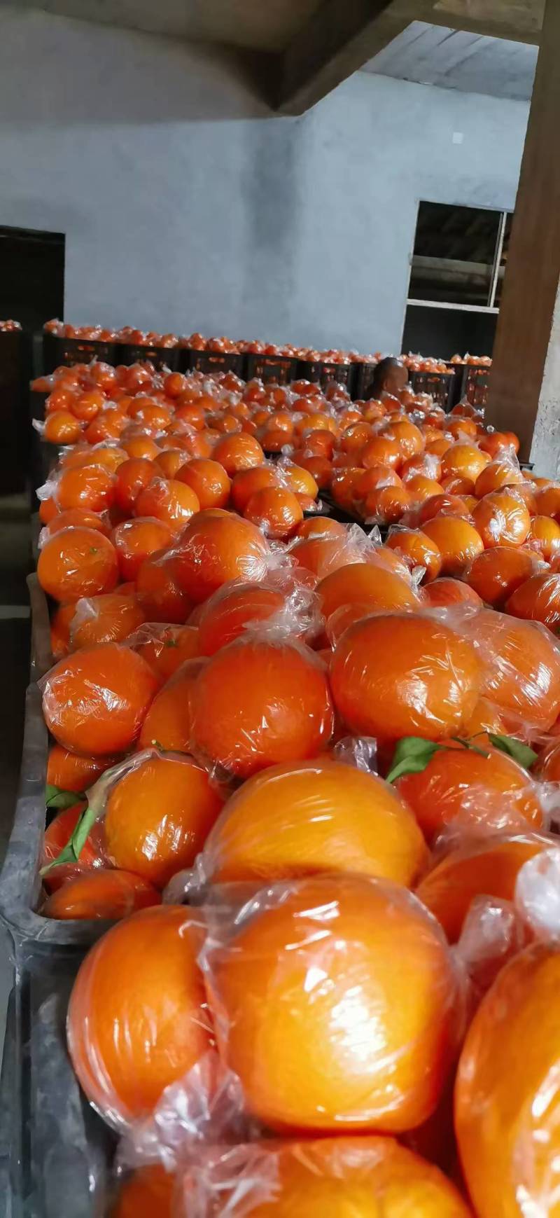湖南套袋脐橙纽荷尔大量供应量大从优对接全国
