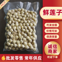 鲜莲子速冻鲜莲子江西莲子常年大量供应，品质保证，欢迎电联