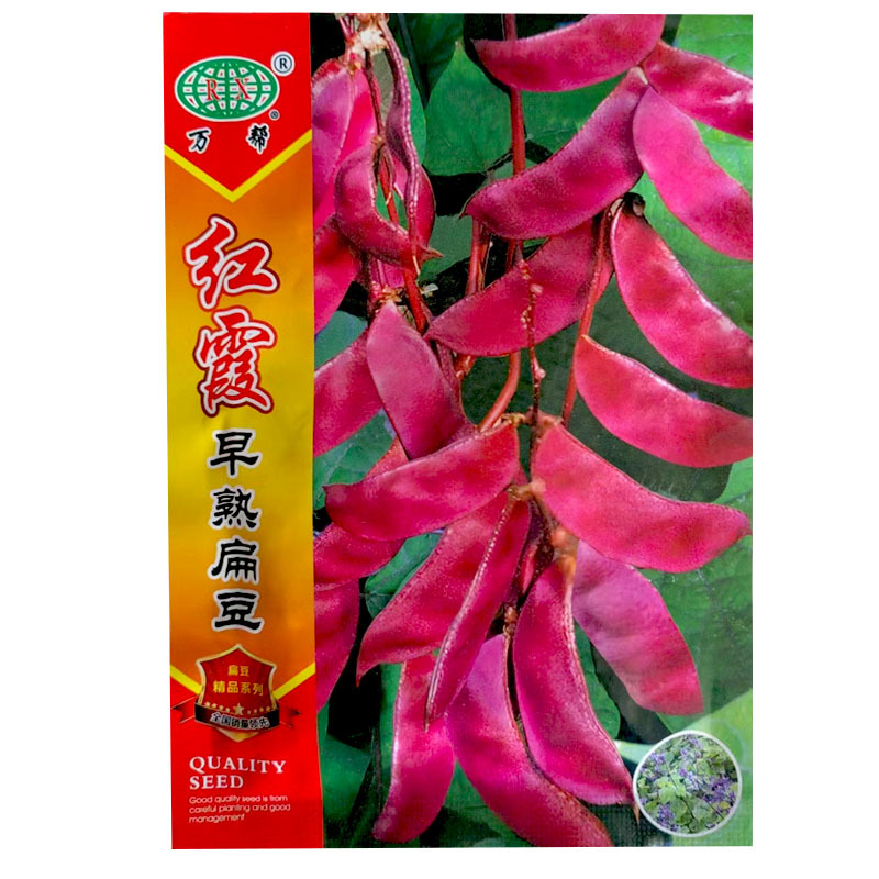 红霞早熟红扁豆种子紫眉豆角籽高产耐热春秋结荚多红眉豆