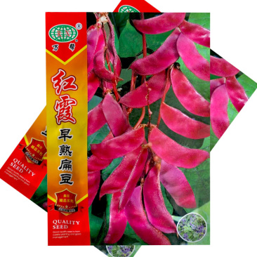 红霞早熟红扁豆种子紫眉豆角籽高产耐热春秋结荚多红眉豆
