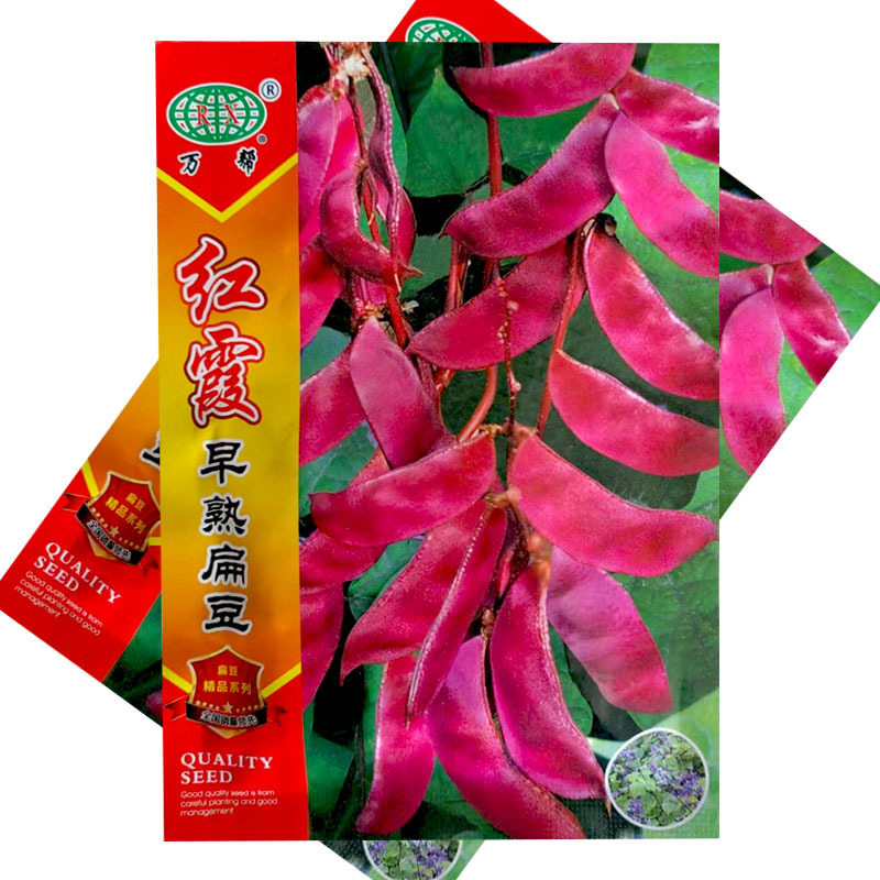红霞早熟红扁豆种子紫眉豆角籽高产耐热春秋结荚多红眉豆