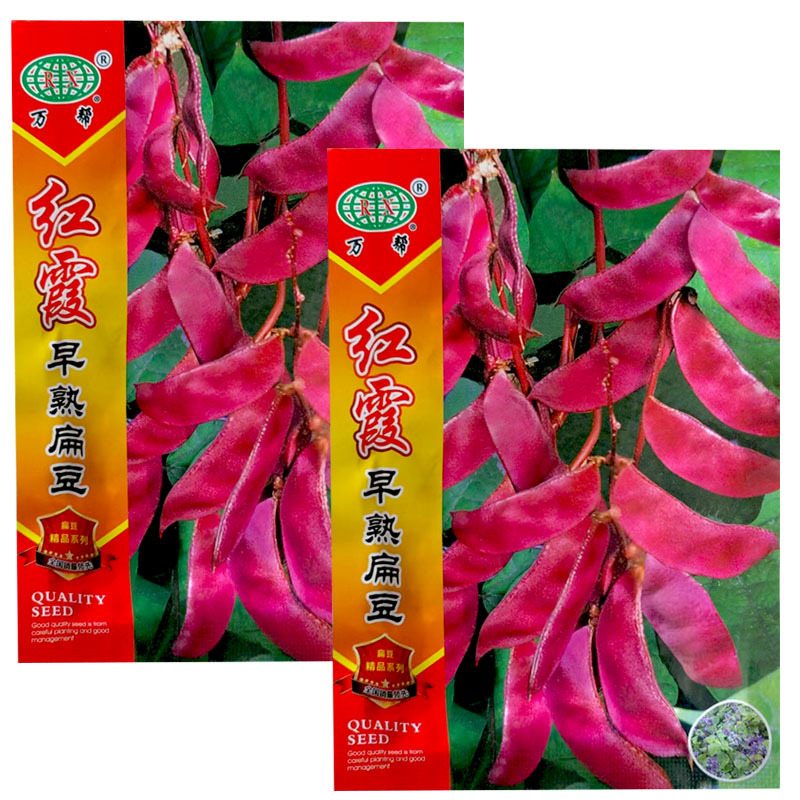 红霞早熟红扁豆种子紫眉豆角籽高产耐热春秋结荚多红眉豆