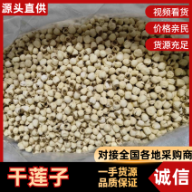 2025年新莲！实心干白莲，大量供货，诚信经营，欢迎下单