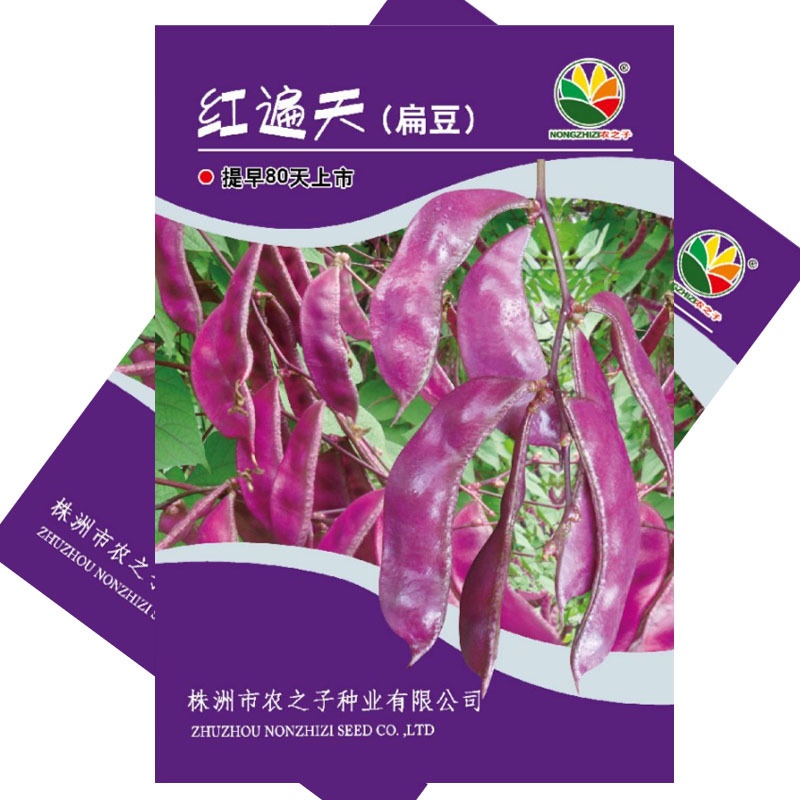 红遍天扁豆种子紫眉豆籽10克早熟采收期长耐热耐旱