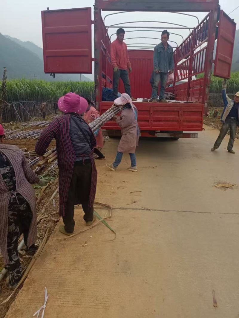 贵州甘蔗紫皮甘蔗产地一手货源汁多渣少红糖专选