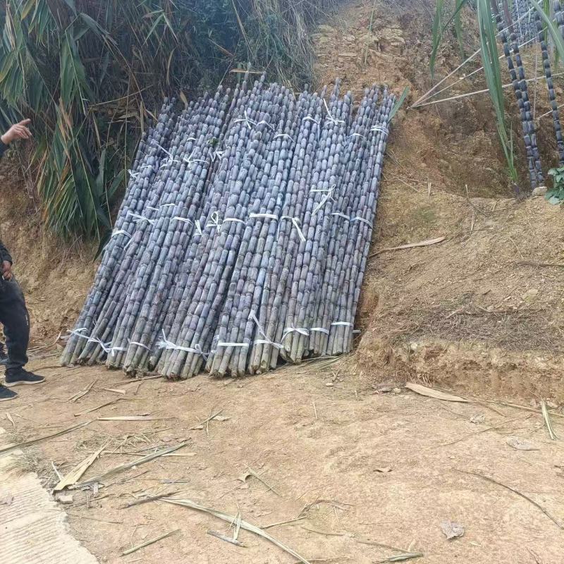 贵州甘蔗紫皮甘蔗产地一手货源汁多渣少红糖专选