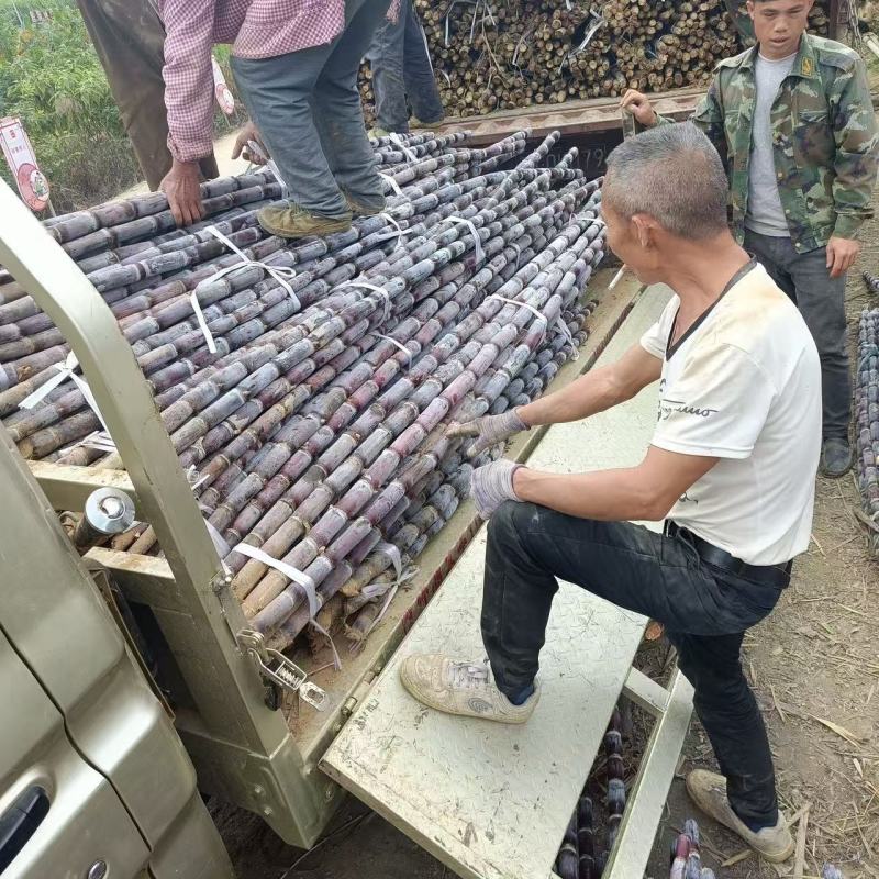 贵州甘蔗紫皮甘蔗产地一手货源汁多渣少红糖专选