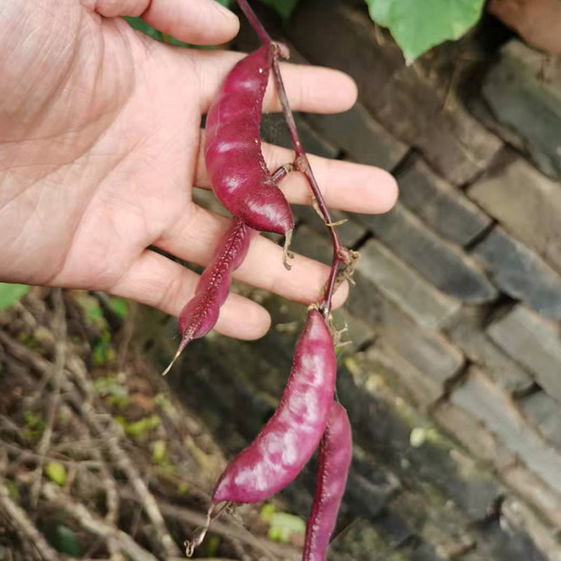 紫眉豆种子批发扁豆种子早熟结荚快采收期长基地种植