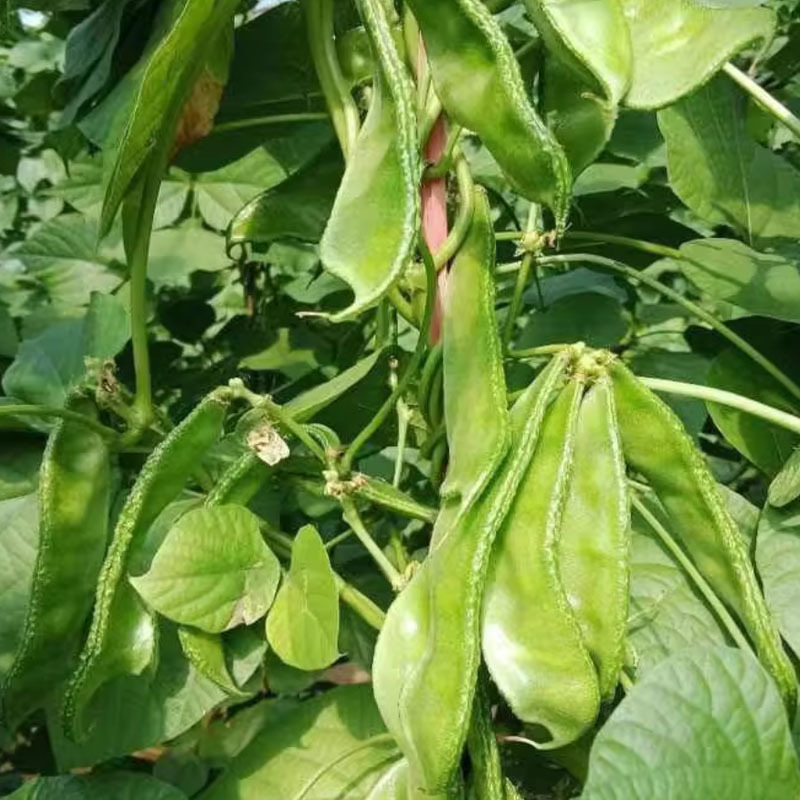 绿眉豆种子早熟扁豆紫花抗盐碱搭架栽培大田基地品种