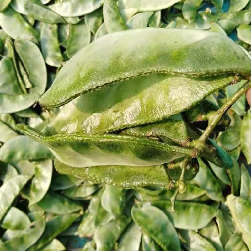 绿眉豆种子早熟扁豆紫花抗盐碱搭架栽培大田基地品种