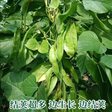 绿眉豆种子早熟扁豆紫花抗盐碱搭架栽培大田基地品种