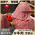 南街村五香牛肉河南特产卤味牛肉
