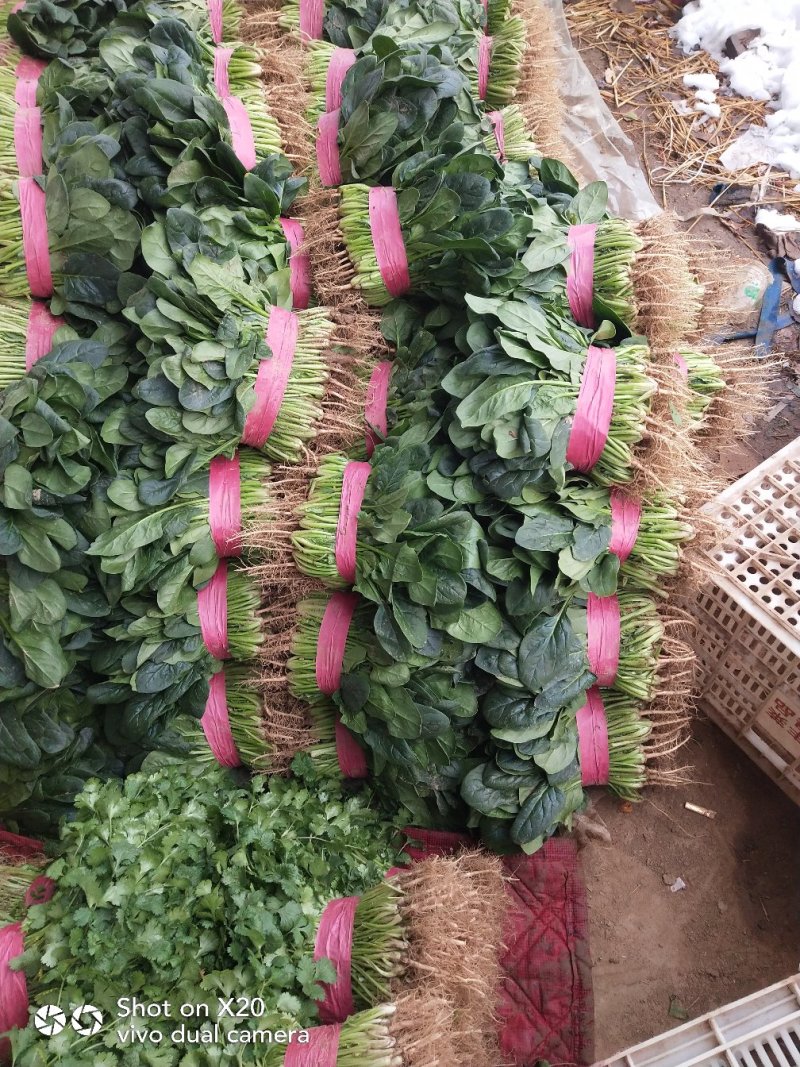 安阳精品大叶菠菜/量大从优/产地直发/诚信经营/欢迎咨询