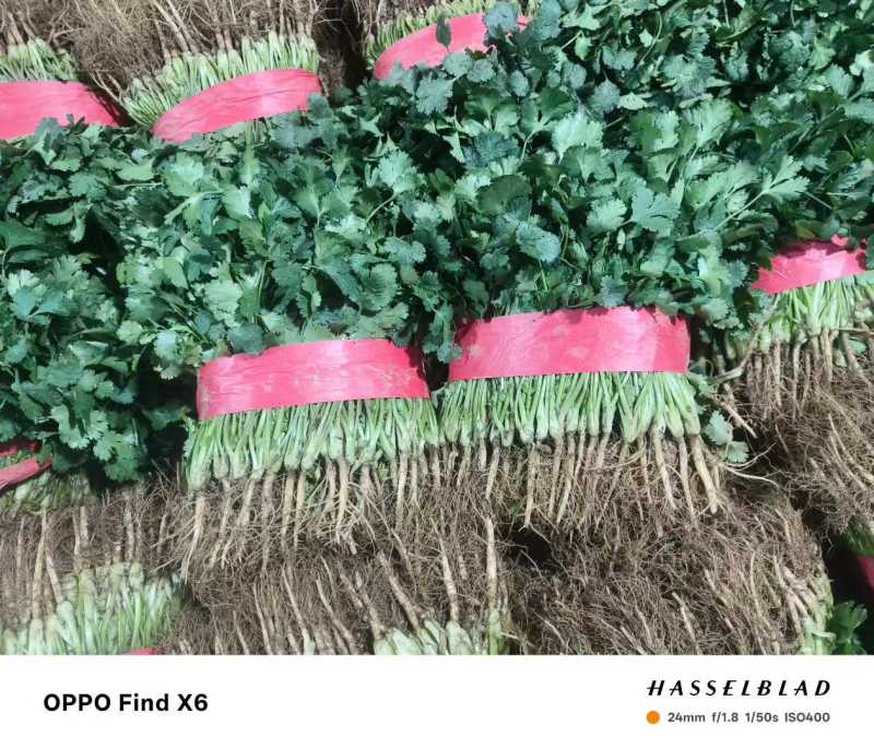 河南安阳精品大叶香菜/对接商超/量大从优/产地直发