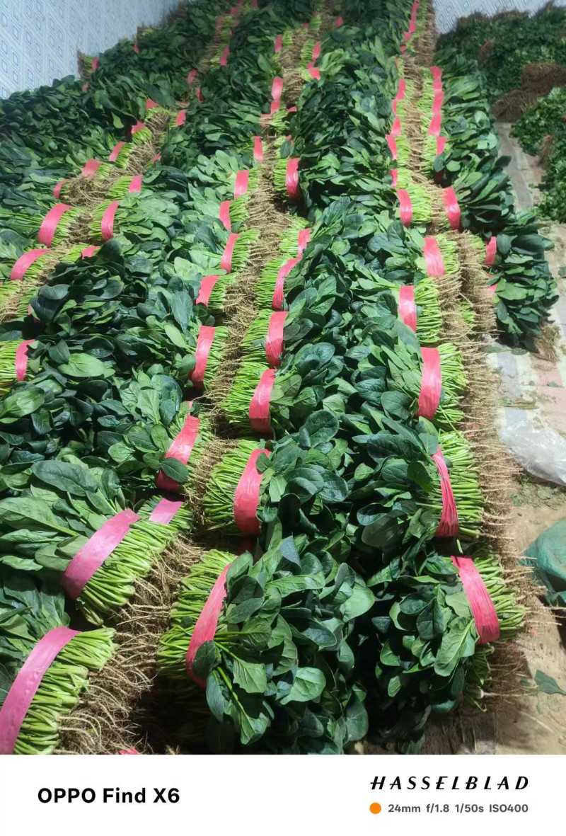 河南安阳精品大叶香菜/对接商超/量大从优/产地直发