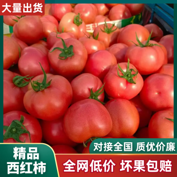 硬粉西红柿费县西红柿产地一手货源对接全国质量保证