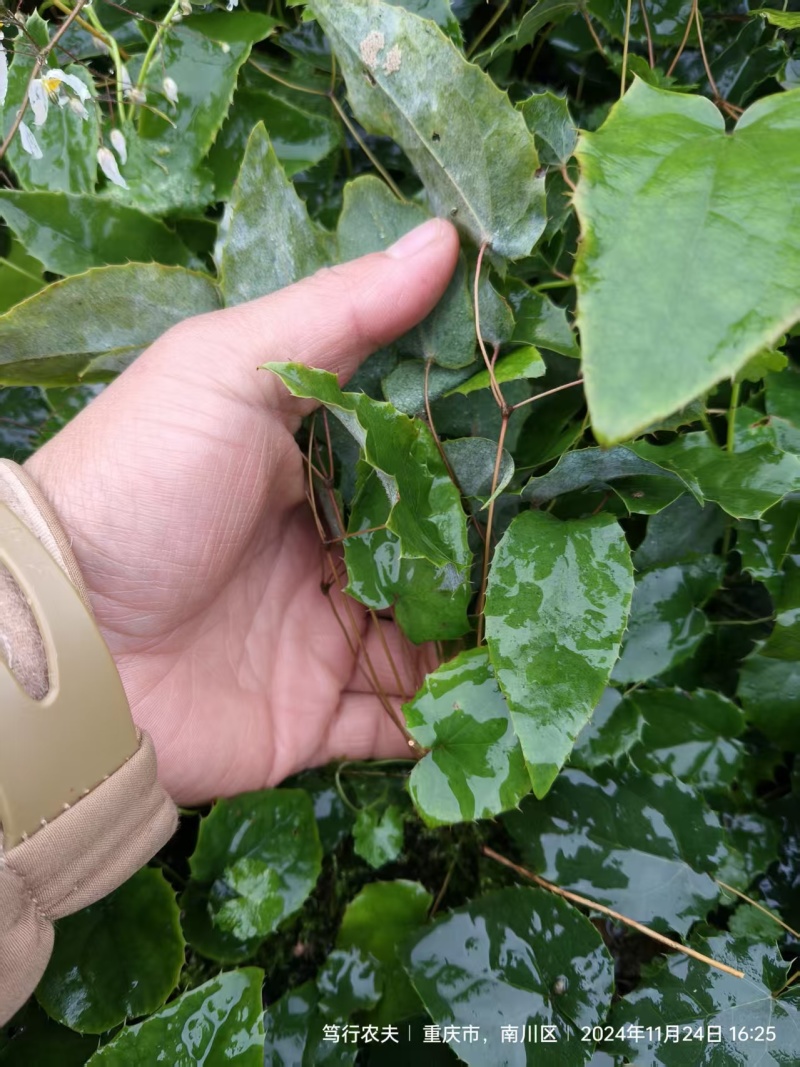 普通柔毛淫羊藿种苗