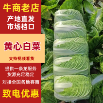 湖北黄心大白菜产地直发品质保证市场商超配送中心合作共赢