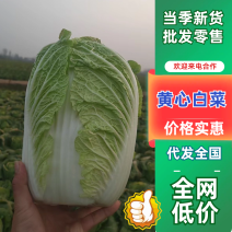 湖北产地黄心大白菜，承接各大市场商超配送中心全国发货