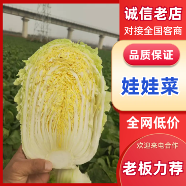 河南湖北大娃娃菜，支持全国发货菜