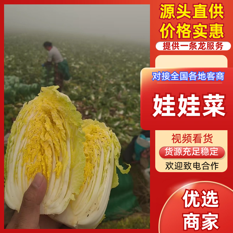 湖北大娃娃菜，产地直发品质保证市场商超配送中心合作共赢