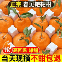 《一件代发》四川粑粑柑丑橘不知火黄果柑对接抖音快手视频号