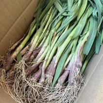 【推荐】红根蒜苗，供应市场商超电商，一手货源量大从优
