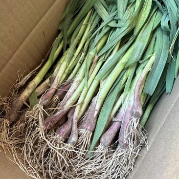 【推荐】红根蒜苗，供应市场商超电商，一手货源量大从优