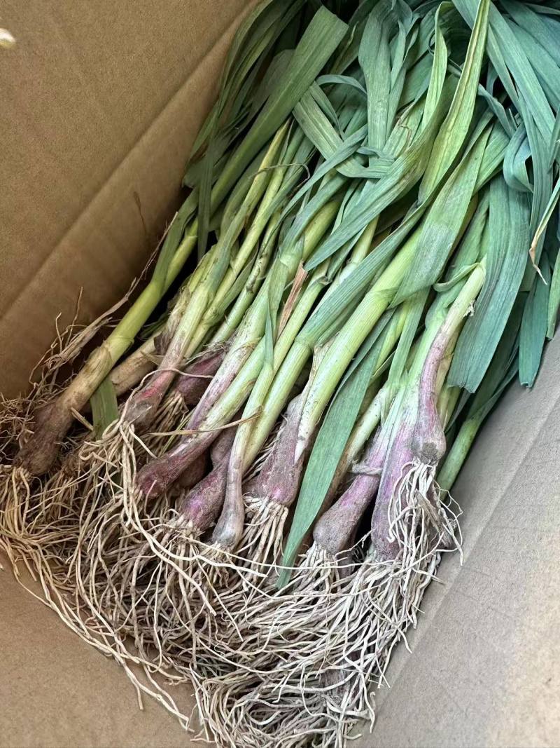 【推荐】红根蒜苗，供应市场商超电商，一手货源量大从优